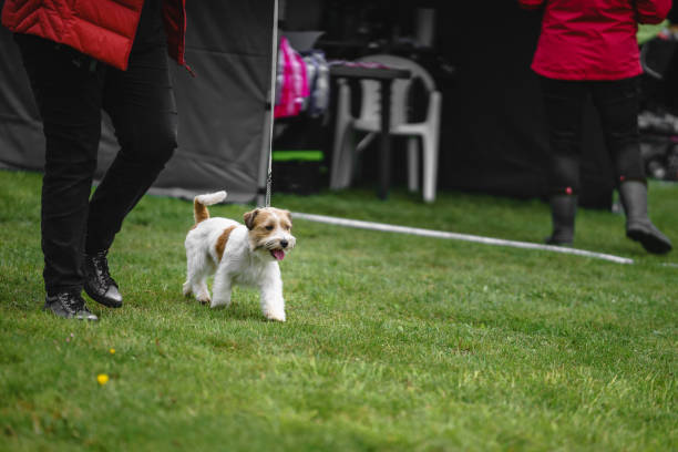 istock Jack russell terrier dog at a dog show. 1154394364