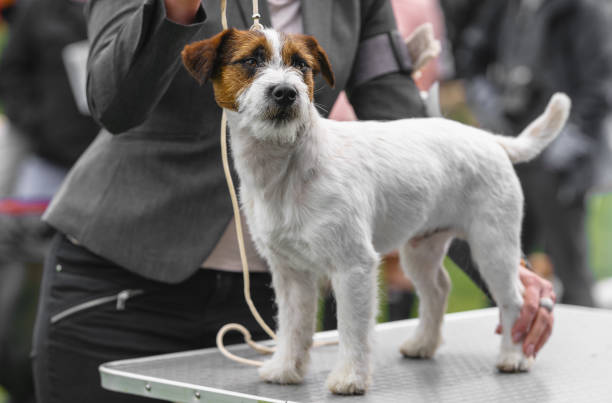 jack russell terrier cane ad uno spettacolo di cani. - exhibition of dog foto e immagini stock