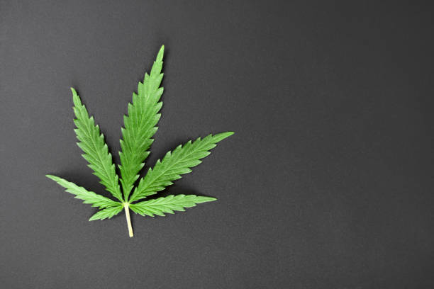 istock Green leaf of cannabis on a dark background. Marijuana with copy space for your text. See from above. Concept of medical use of CBD 1154395101