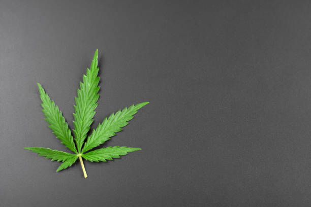 istock Green leaf of cannabis on a dark background. Marijuana with copy space for your text. See from above. Concept of medical use of CBD 1154395135