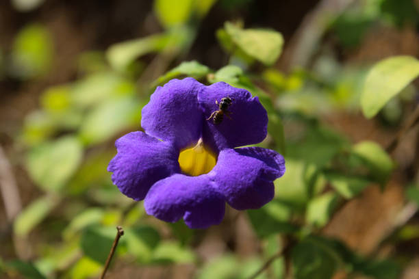istock Honey bee sucking nectar from blue purple flower 1154395291