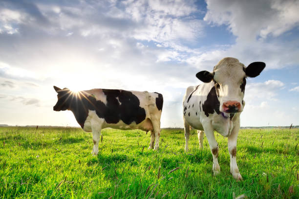 istock sunshine over cows on green summer pasture, Netherlands 1154398106