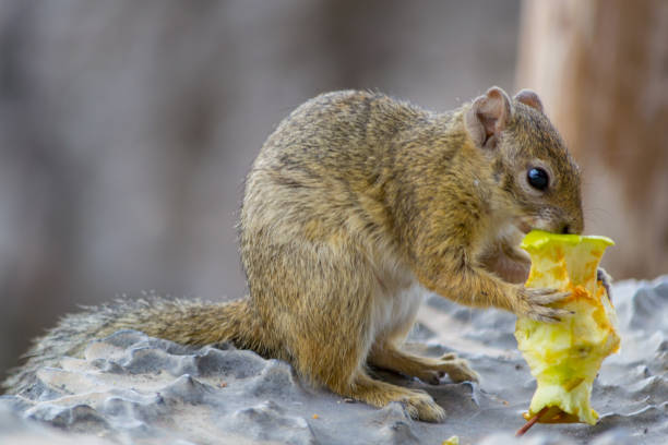 istock Squirrel eating an apple, full length, and close-up 1154398171