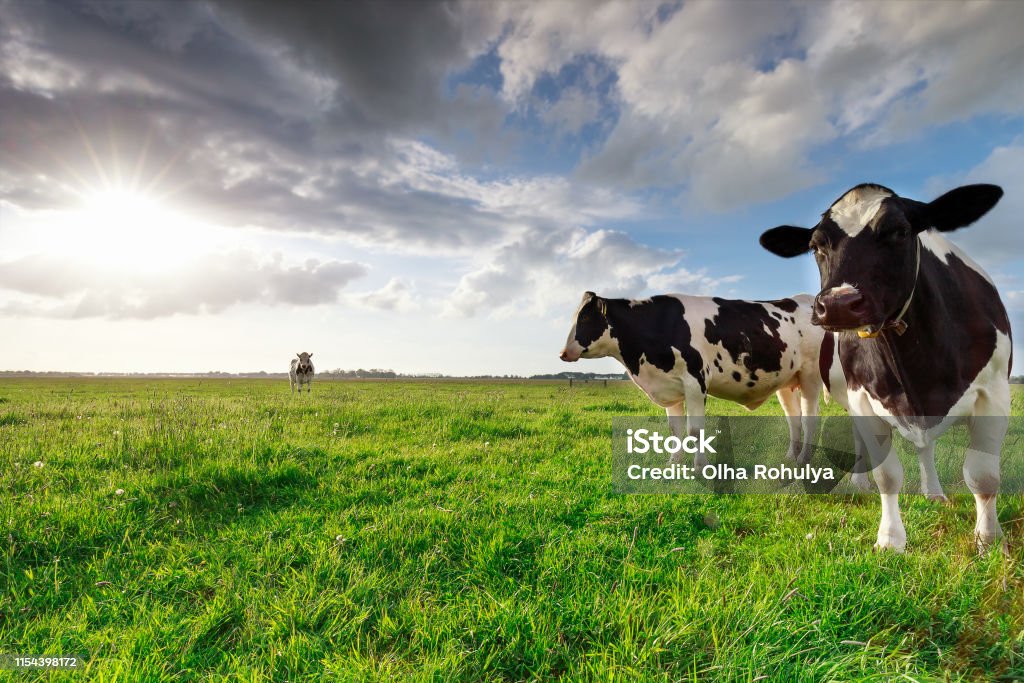 melkkoeien op zonnig weiland en zon, Nederland - Royalty-free Koe Stockfoto