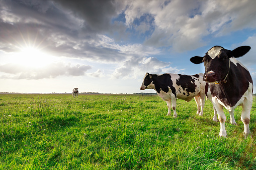 milk cows on sunny pasture and sunshine, Holland