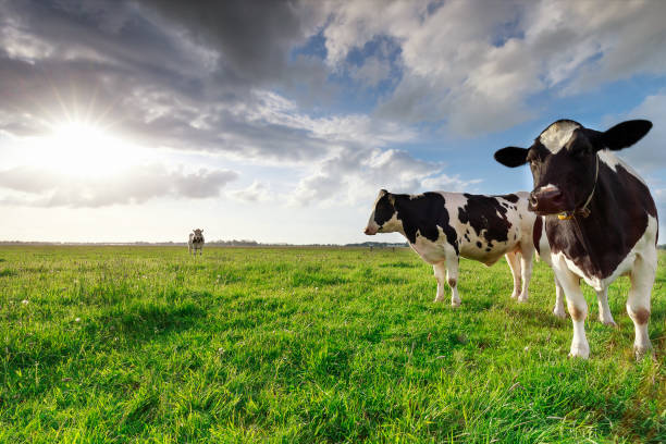 milk cows on sunny pasture and sunshine, Holland stock photo