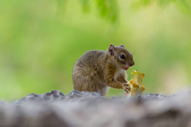 istock Squirrel eating an apple, full length, and close-up 1154398179