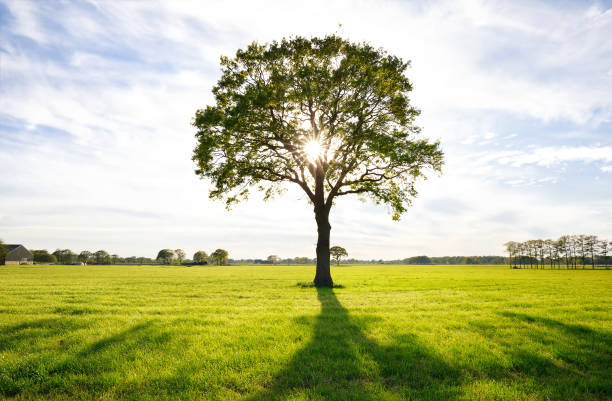 istock sunshine through lone oak tree on green meadow 1154398181