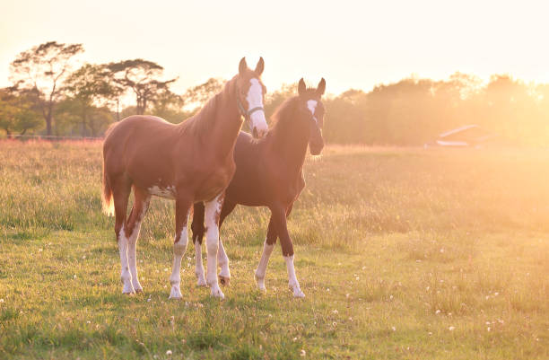 istock two horses on pasture in gold evening sunshine 1154398192