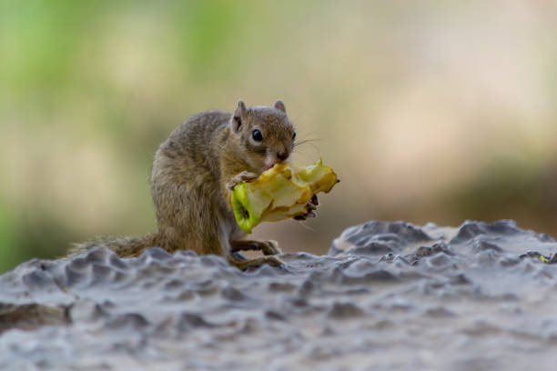 istock Squirrel eating an apple, full length, and close-up 1154398194