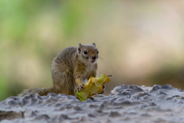 istock Squirrel eating an apple, full length, and close-up 1154398227