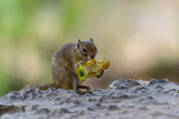 istock Squirrel eating an apple, full length, and close-up 1154398255