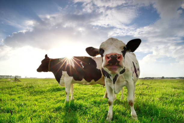 istock two milk cows on sunny green pasture 1154398292