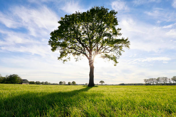 istock big oak tree and sunshine, on summer pasture 1154398318