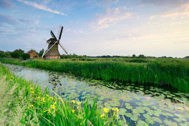 holenderski wiatrak nad rzeką latem, holandia - netherlands windmill farm farmhouse zdjęcia i obrazy z banku zdjęć