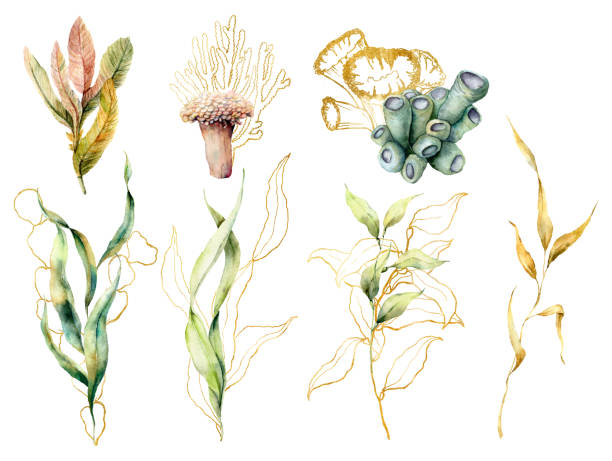수채화는 라미와 산호와 함께 설정 합니다. 손 조류 잎과 흰색 배경에 고립 된 열 대 산호와 수 중 꽃 그림을 그린. 디자인, 직물 또는 인쇄. - seaweed stock illustrations