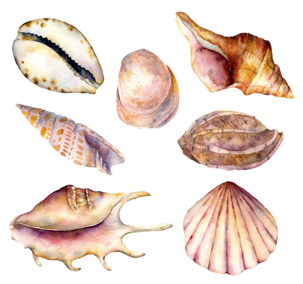 Watercolor sea shells set. Hand painted underwater element illustration isolated on white background. Aquatic illustration for design, print or background. Watercolor sea shells set. Hand painted underwater element illustration isolated on white background. Aquatic illustration for design, print or background eggshell stock illustrations
