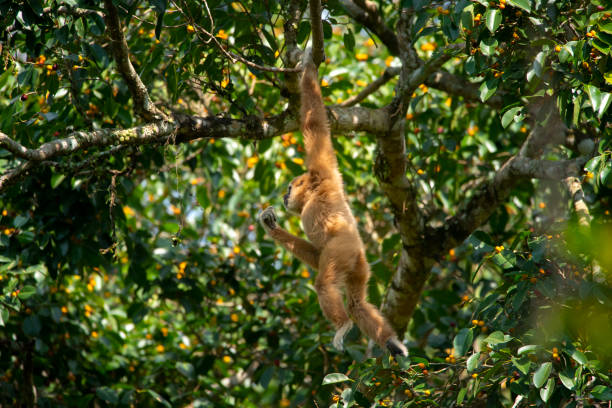 istock Pileated gibbon female hanging from tree 1154398894