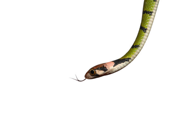 istock Green Keelback  snake isolated on white background (Rhabdophis nigrocinctus) 1154399461