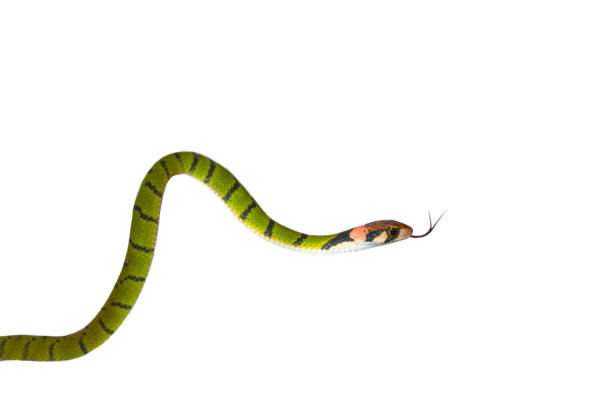 istock Green Keelback  snake isolated on white background (Rhabdophis nigrocinctus) 1154399481