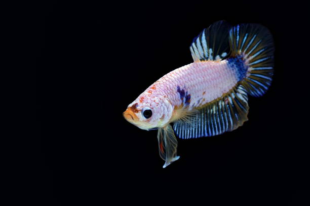istock Siamese fighting fish,Betta splendens,blue fish, Blurred background, Halfmoon Betta. 1154399628