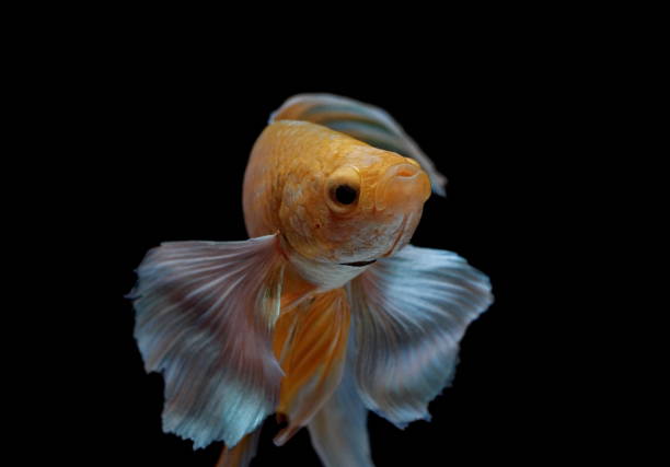 istock Siamese fighting fish, Betta splendens,yellew fish on a black background, Halfmoon Betta, 1154399681