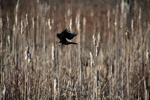 Red-winged blackbird landing in a cattail swamp in early spring