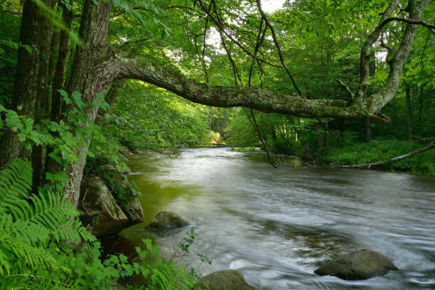 nowa anglia riverscape, lato - spring oak tree leaf oak leaf zdjęcia i obrazy z banku zdjęć