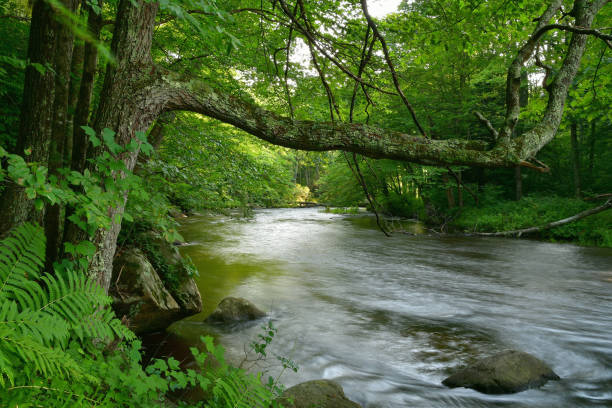 речной пейзаж новой англии, лето - riparian forest стоковые фото и изображения