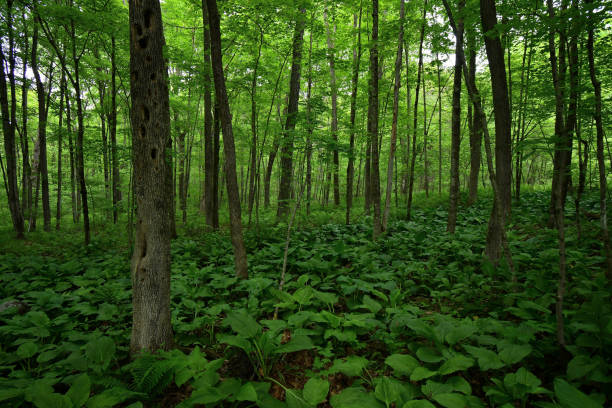 나무가 우거진 늪 - spring forest scenics wetland 뉴스 사진 이미지