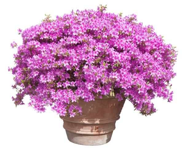 ornamental plant with pink petunia flowers on a large traditional italian terracotta vase - springtime concept image on white background for easy selection - petunia imagens e fotografias de stock