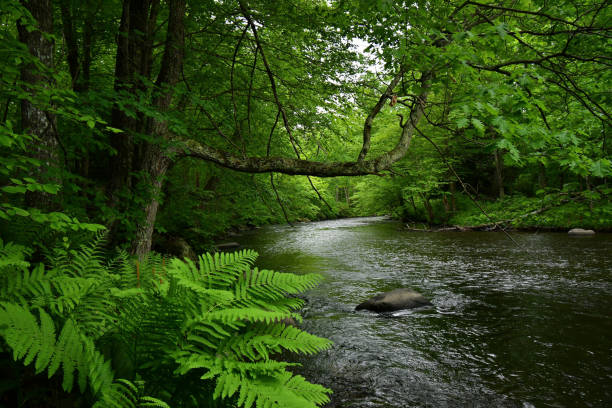 paesaggio fluviale del new england, primavera - riparian forest foto e immagini stock