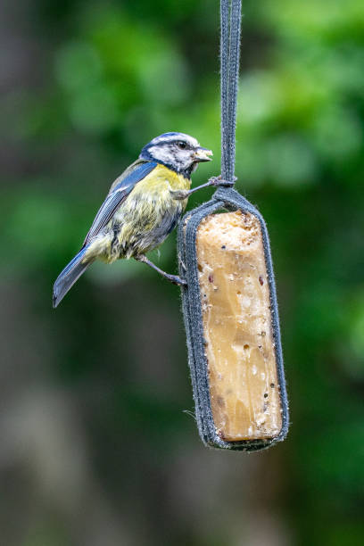 istock Garden suet bird feeder with a perched bluetit (Cyanistes caeruleus) 1154405074