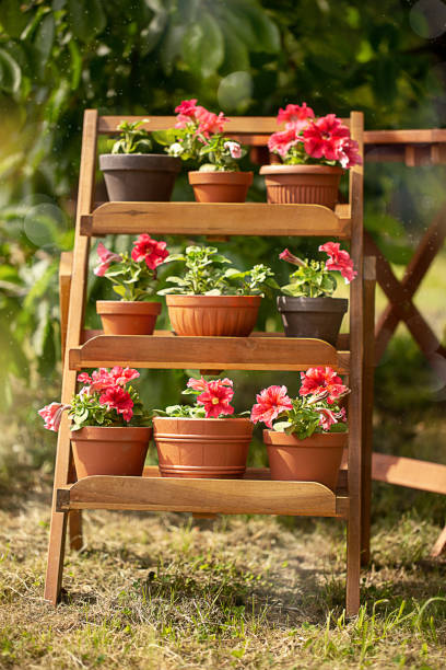 garden flowers in pots stock photo