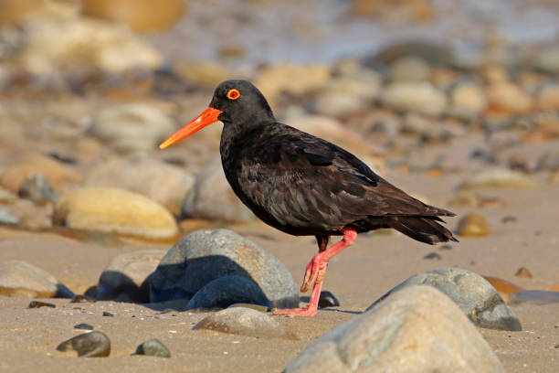 istock Rare African black oystercatcher (Haematopus moquini) on coastal beach, 1154405340
