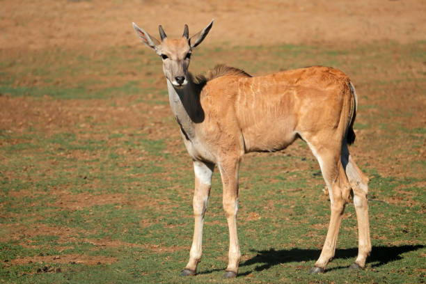 joven eland antílope (tragelaphus oryx) becerro, sudáfrica - eland fotografías e imágenes de stock