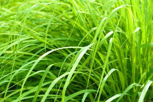 istock Background from green grass. Close-up 1154405897