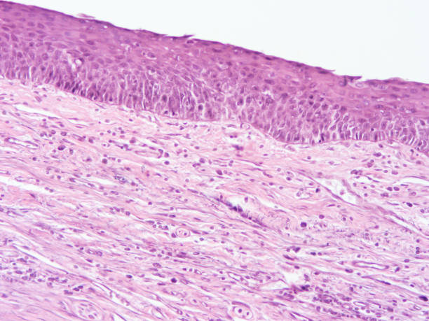 istock histology of human tissue 1154405981