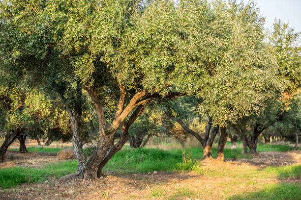 istock Olive trees garden. Long row of trees on the sky background. 1154406052