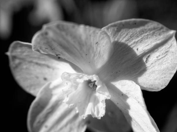 istock daffodils in the garden in the spring 1154406076