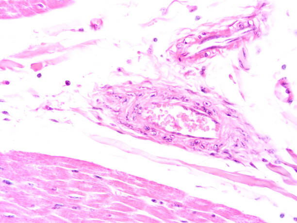 istock histology of human tissue 1154406784