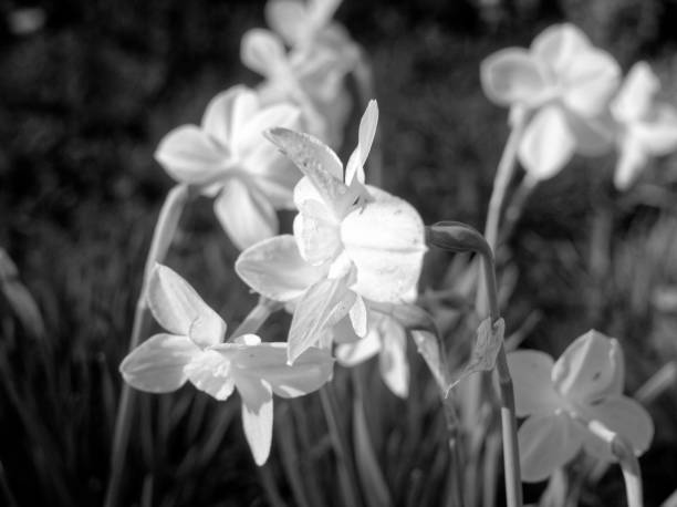 istock daffodils in the garden in the spring 1154406798
