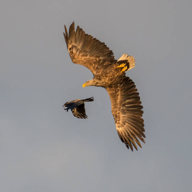 istock Isolated mature white eagle bird followed by raven bird during sunset- Danube delta Romania 1154407166