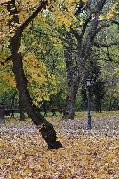 istock Walking in the park in autumn 1154407488