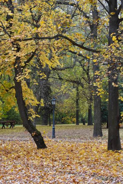 istock Walking in the park in autumn 1154407490