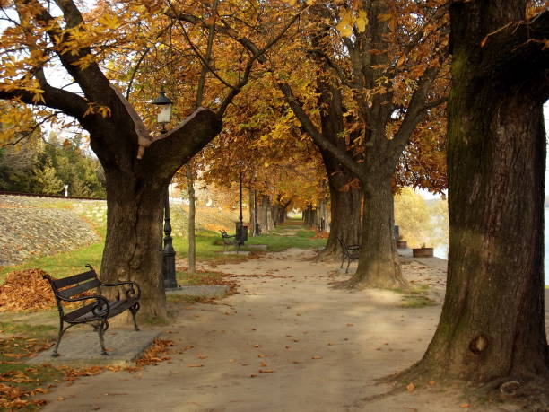 istock Walking in the park in autumn 1154407608