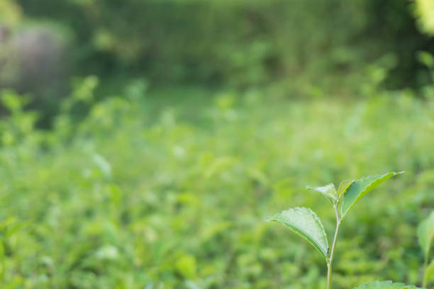 Bright green shoots grow.Green life.