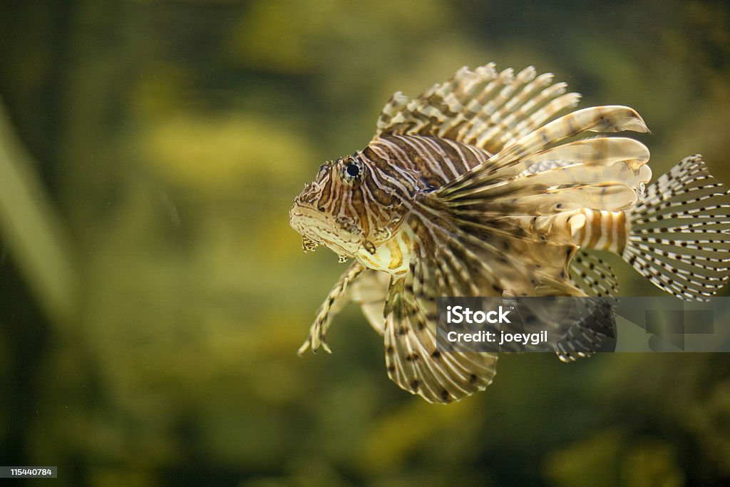 Poisson-scorpion - Photo de Aquarium - Établissement pour animaux en captivité libre de droits