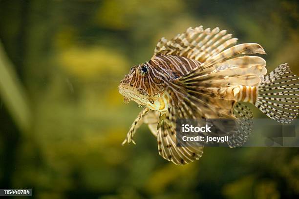 Lionfish - Fotografie stock e altre immagini di Acquarium - Acquarium, Bellezza naturale, Composizione orizzontale