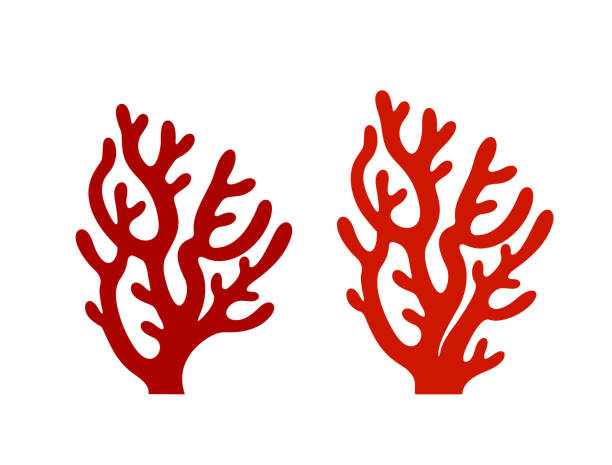 ilustrações de stock, clip art, desenhos animados e ícones de coral logo. isolated coral on white background - reef